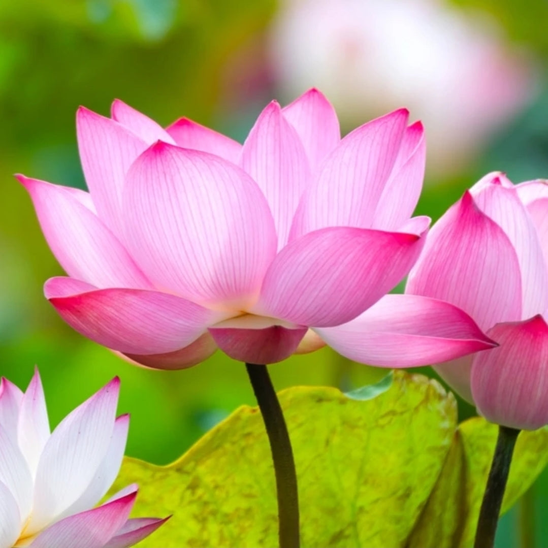 AHONE - Fondant parfumé 'Lotus sacré'