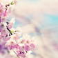 Le fondant AHONE 'Fleur de cerisier' est idéal pour parfumer intensément votre intérieur.   Le fondant 'Fleur de cerisier' vient célébrer l'arrivée des beaux jours avec ses notes florales aux facettes subtilement fruitées. Parfait pour un moment de tendresse et de rêverie autour des cerisiers en fleurs!