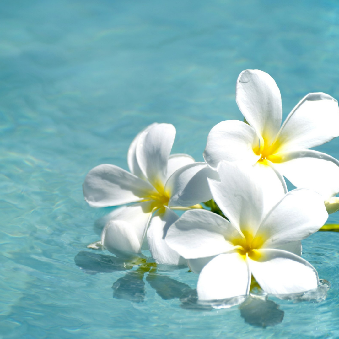 Le fondant AHONE 'Fleur de tiaré' est idéal pour parfumer intensément votre intérieur.   Envie d'une escapade paradisiaque? L'odeur solaire et estivale de la fleur de tiaré est une véritable invitation à l’évasion!